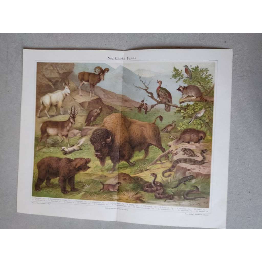 Fauna, bizon, medvěd, mýval,  - chromolitografie cca 1880, grafika, nesignováno