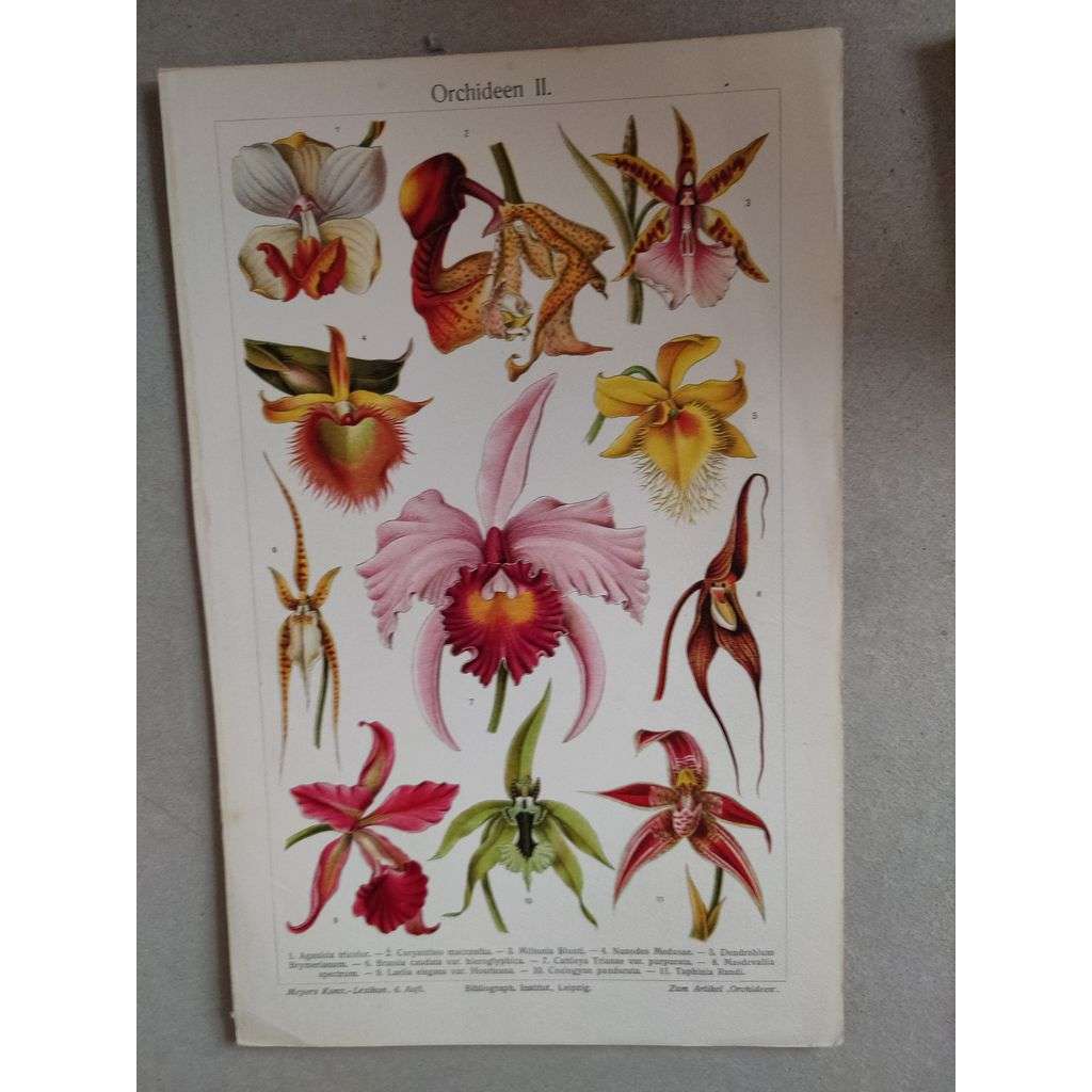 Orchideje, orchidej - chromolitografie cca 1880, grafika, nesignováno