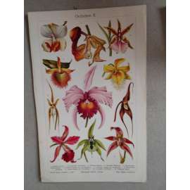 Orchideje, orchidej - chromolitografie cca 1880, grafika, nesignováno