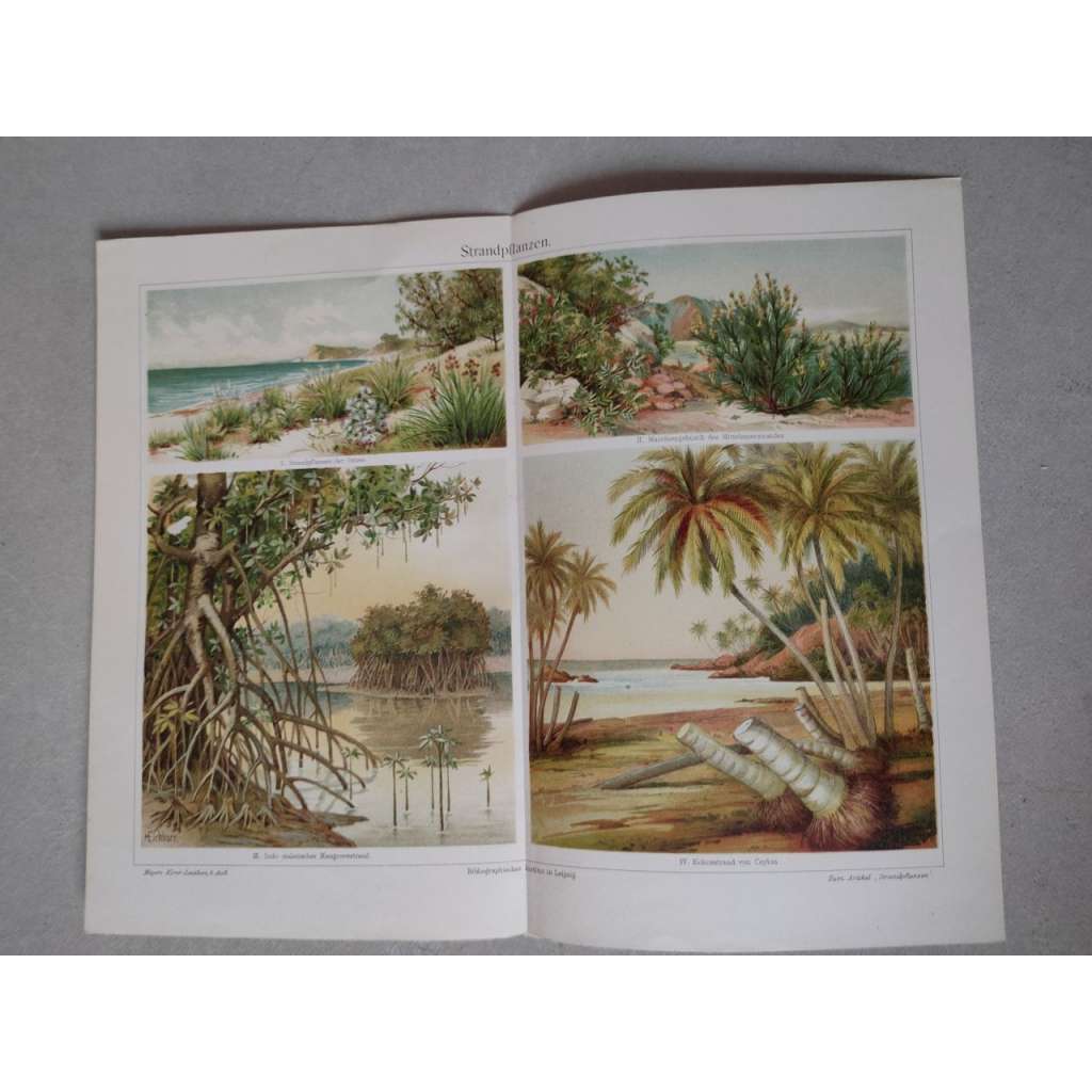 Plážové rostliny - chromolitografie cca 1880, grafika, nesignováno